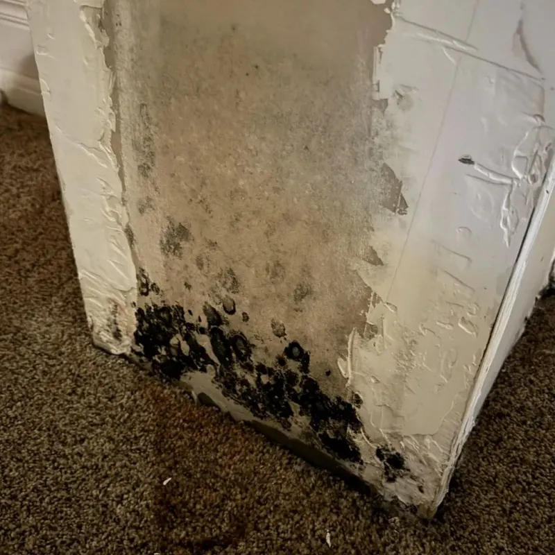 Professional Mold Removal in Marysville, KS